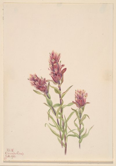 ローズ・ペイントブラシ（Castilleja pallida） 作： メアリーヴォーウォルコット