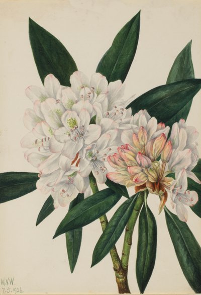 Rosebay Rhododendron Rhodododendron maximum, 1926. 作： Mary Vaux Walcott