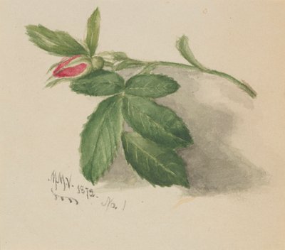 Rosebud、1872年。 作： Mary Vaux Walcott