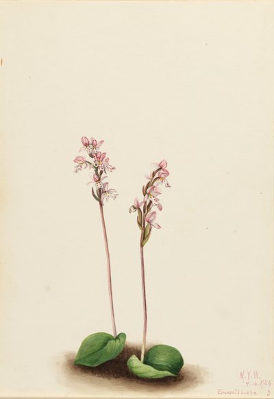 ラウンドリーフオーキス（Orchis rotundifolia） 作： Mary Vaux Walcott