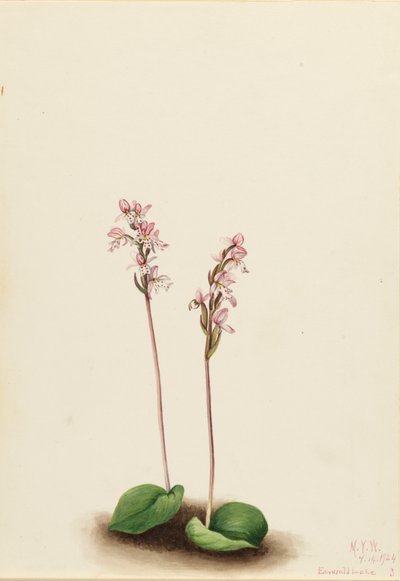 Roundleaf Orchis Orchis rotundifolia, 1924. 作： Mary Vaux Walcott