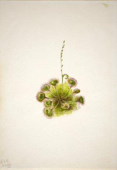 ラウンドリーフサンデュー（Drosera rotundifolia） 作： Mary Vaux Walcott