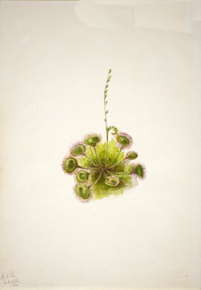 Roundleaf Sundew Drosera rotundifolia, 1933. 作： Mary Vaux Walcott