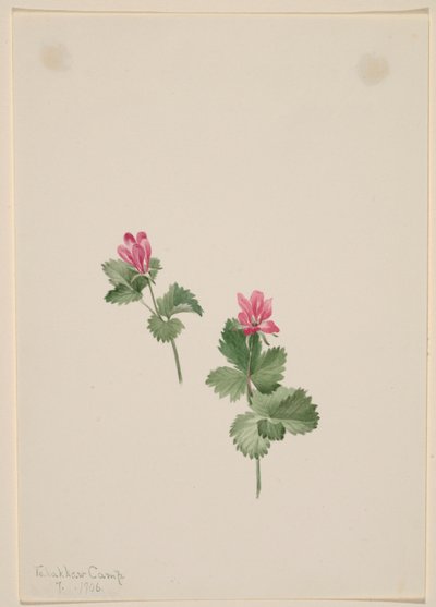 アーティキュラス 作： Mary Vaux Walcott