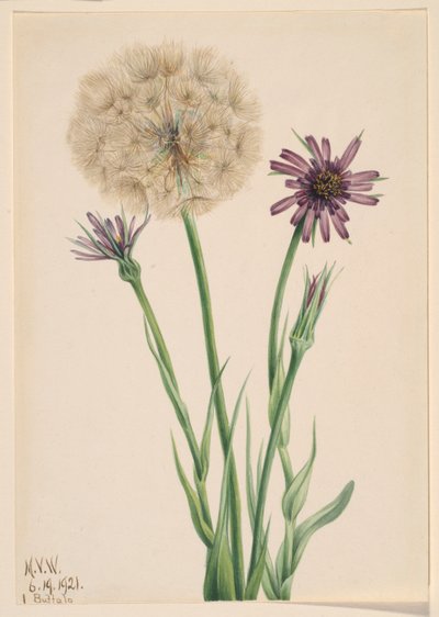 サルシフィ 作： Mary Vaux Walcott