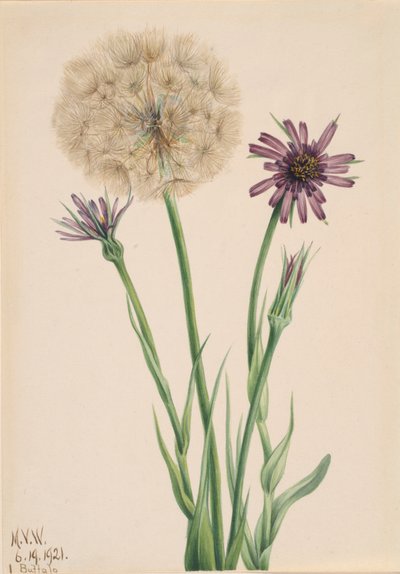 Salsify Tragopogon porrifolius、1921年。 作： Mary Vaux Walcott