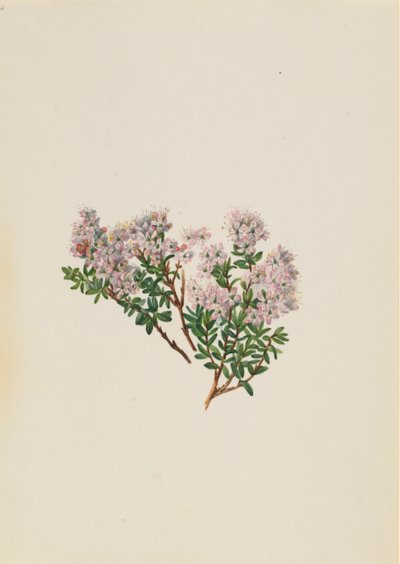Sand Myrtle Leiophyllum lyoni（1930年代頃）。 作： Mary Vaux Walcott