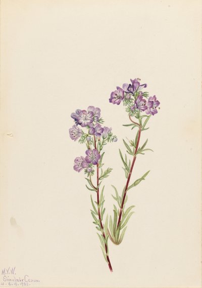 サンド・ファセリア（Phacelia linearis） 作： Mary Vaux Walcott