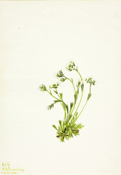 ユキノシタ 作： Mary Vaux Walcott