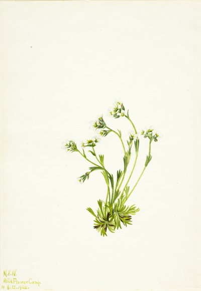 ユキノシタ Saxifraga caespitosa, 1924. 作： Mary Vaux Walcott