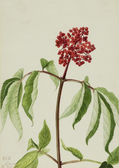 スカーレットエルダー Sambucus pubens, 1922. 作： Mary Vaux Walcott