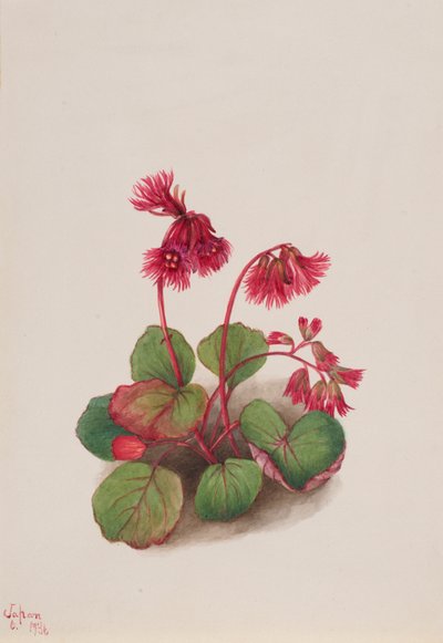 Schizocodon soldanelloides, 1936. 作： Mary Vaux Walcott