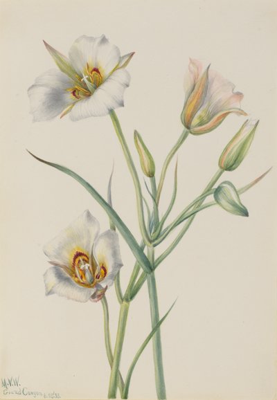 Sego Lily Calochortus nuttallii、1933年。 作： Mary Vaux Walcott