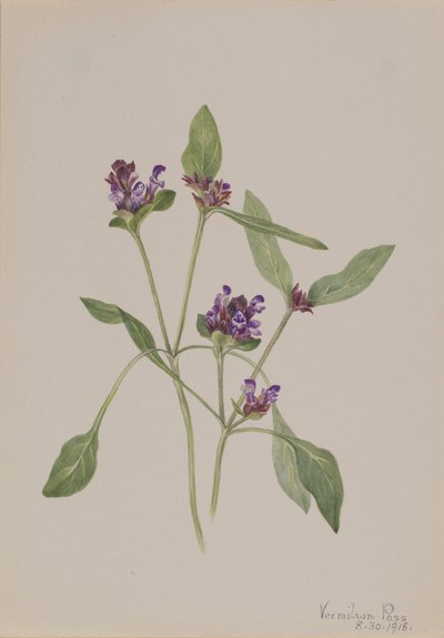 自己治癒 Prunella vulgaris、1918 年。 作： Mary Vaux Walcott