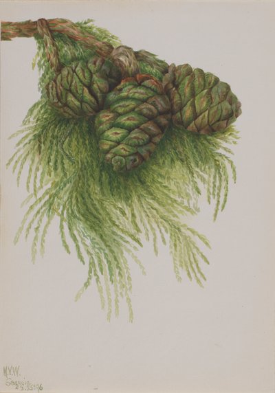 セコイアSequoia gigantea, 1896. 作： Mary Vaux Walcott