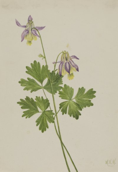 Shortspur Columbine Aquilegia brevistyla, 1907. 作： Mary Vaux Walcott