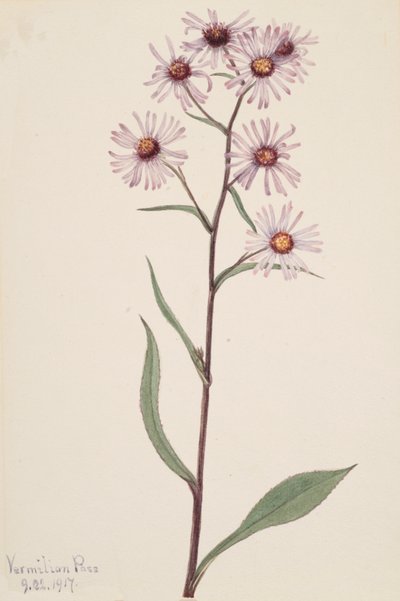 Showy Aster Aster conspicuus, 1917. 作： Mary Vaux Walcott