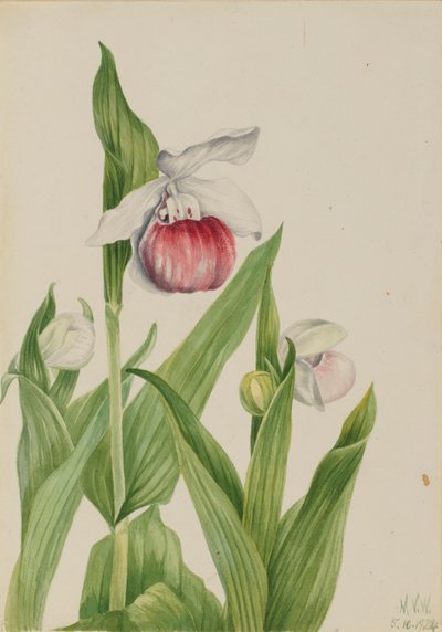 派手な女性用スリッパ Cypripedium reginae、1924年。 作： Mary Vaux Walcott