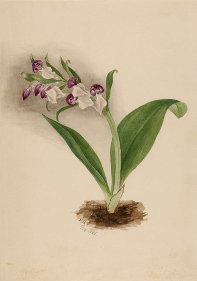 Showy Orchids Orchis spectabilis, 1885. 作： Mary Vaux Walcott