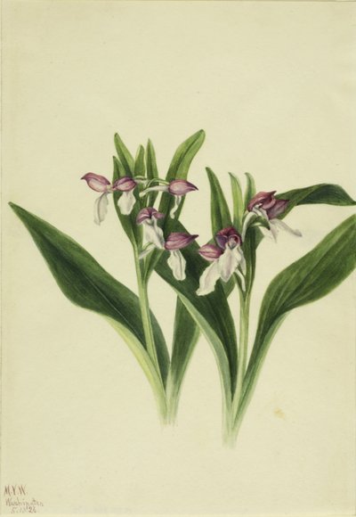 ショウオーキス（Orchis spectabilis） 作： Mary Vaux Walcott