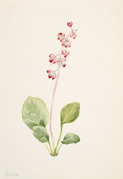 Showy Pyrolla Pyrola asarifolia, ca. 1903. 作： Mary Vaux Walcott