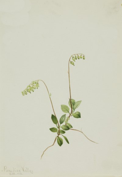 Sidebells Pyrola Pyrola secunda, 1916. 作： Mary Vaux Walcott
