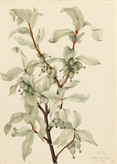 シルバーベリー Elaeagnus commutata, 1922. 作： Mary Vaux Walcott