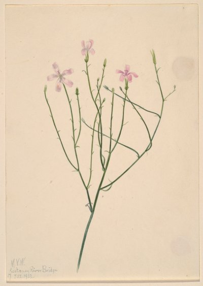 スケルトン・フラワー（Lygodesmia juncea） 作： Mary Vaux Walcott