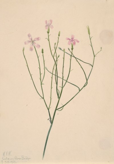 スケルトンフラワーLygodesmia juncea, 1923. 作： Mary Vaux Walcott