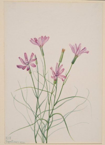 スケルトンウィード（Lygodesmia grandiflora） 作： メアリーヴォーウォルコット