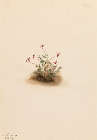 小さなクランベリー Oxycoccus palustris、1911 年。 作： Mary Vaux Walcott