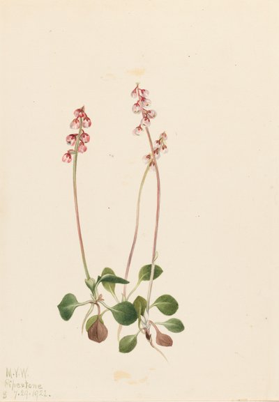Small Pyrola Pyrola minor Pyrola minor, 1922. 作： Mary Vaux Walcott