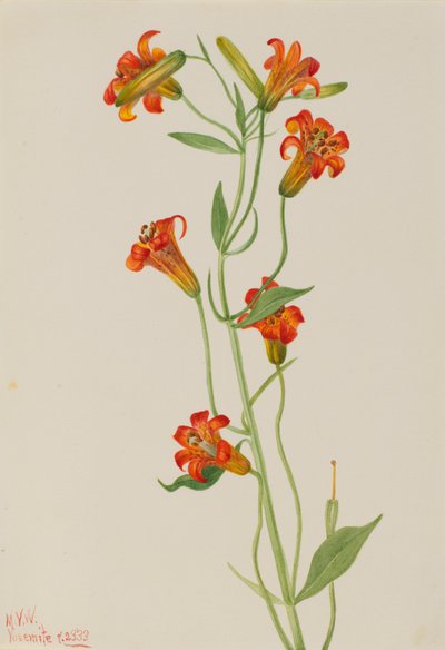 Small Tiger Lily Lilium parvum, 1933. 作： Mary Vaux Walcott