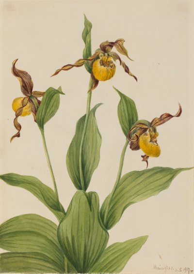 小さな黄色いレディスリッパ Cypripedium parviflorum、1917年。 作： Mary Vaux Walcott