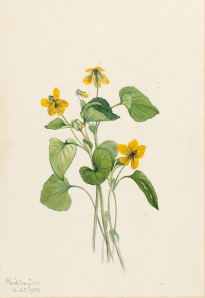 スムースイエローバイオレット（Viola eriocarpa） 作： Mary Vaux Walcott