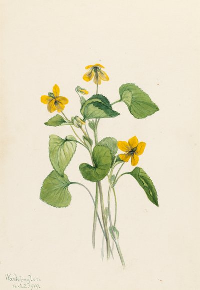 スムースイエローバイオレット Viola eriocarpa, 1919. 作： Mary Vaux Walcott
