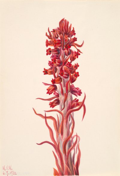 Snow Plant Sarcodes sanguinea、1930年。 作： Mary Vaux Walcott