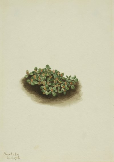 ユキヤナギ Salix nivalis, 1918. 作： Mary Vaux Walcott