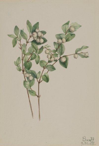 スノーベリー Symphoricarpos albus, 1918. 作： Mary Vaux Walcott