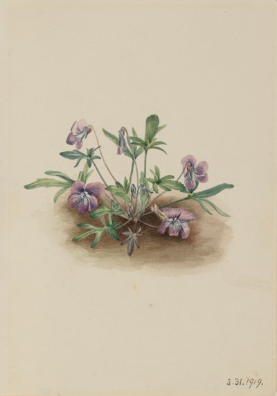 サザンコーストバイオレット（Viola septemloba） 作： Mary Vaux Walcott