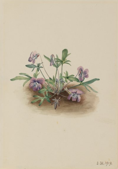サザン コースト バイオレット ビオラ セプテムロバ、1919 年。 作： Mary Vaux Walcott