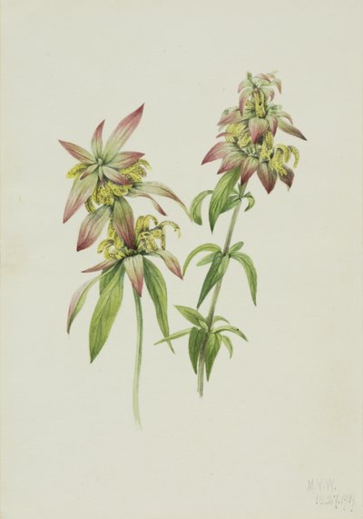 スポテッド・ビー・バルム Monarda punctata, 1919. 作： Mary Vaux Walcott