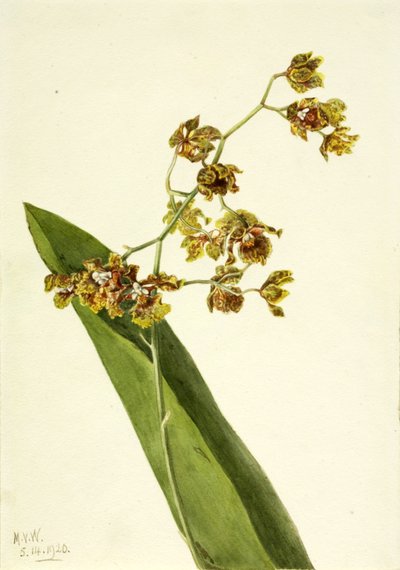 Spotted Cyrtopodium Cyrtopodium punctatum, 1920. 作： Mary Vaux Walcott