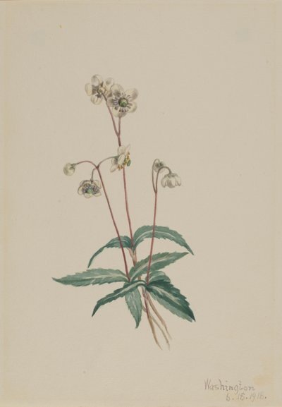 スポッテッド・ピプシセワ（Chimaphila maculata） 作： Mary Vaux Walcott