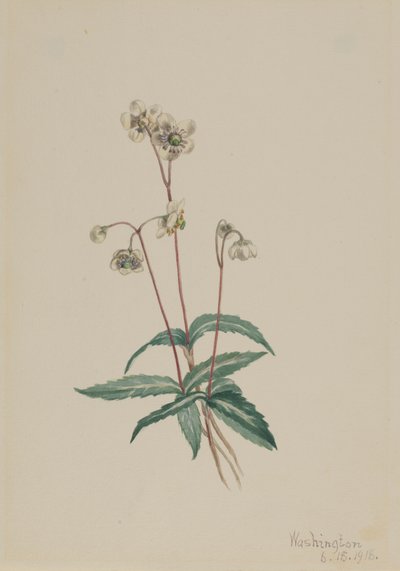 Spotted Pipsissewa Chimaphila maculata, 1918. 作： Mary Vaux Walcott