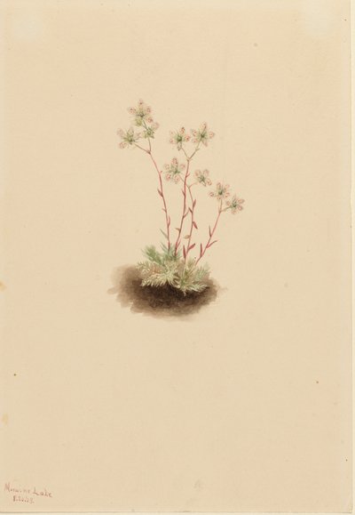 Spotted Saxifrage Saxifraga bronchialis, 1903. 作： Mary Vaux Walcott