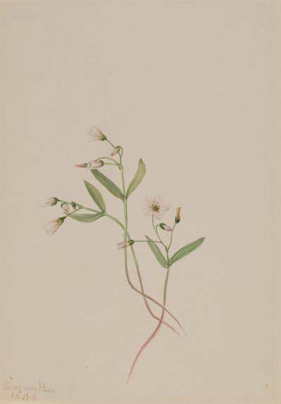 スプリング・ビューティー（Claytonia lanceolata） 作： メアリーヴォーウォルコット
