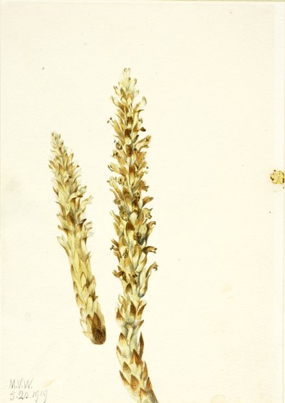 Squawroot Conopholis americana, 1919. 作： Mary Vaux Walcott