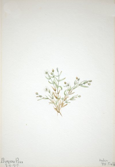 Stelleria leata, 1917. 作： Mary Vaux Walcott