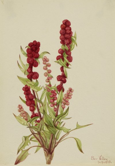 Strawberry-Blite Chenopodium capitatum, 1918. 作： Mary Vaux Walcott
